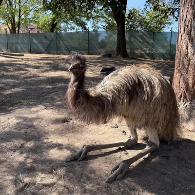 Emu